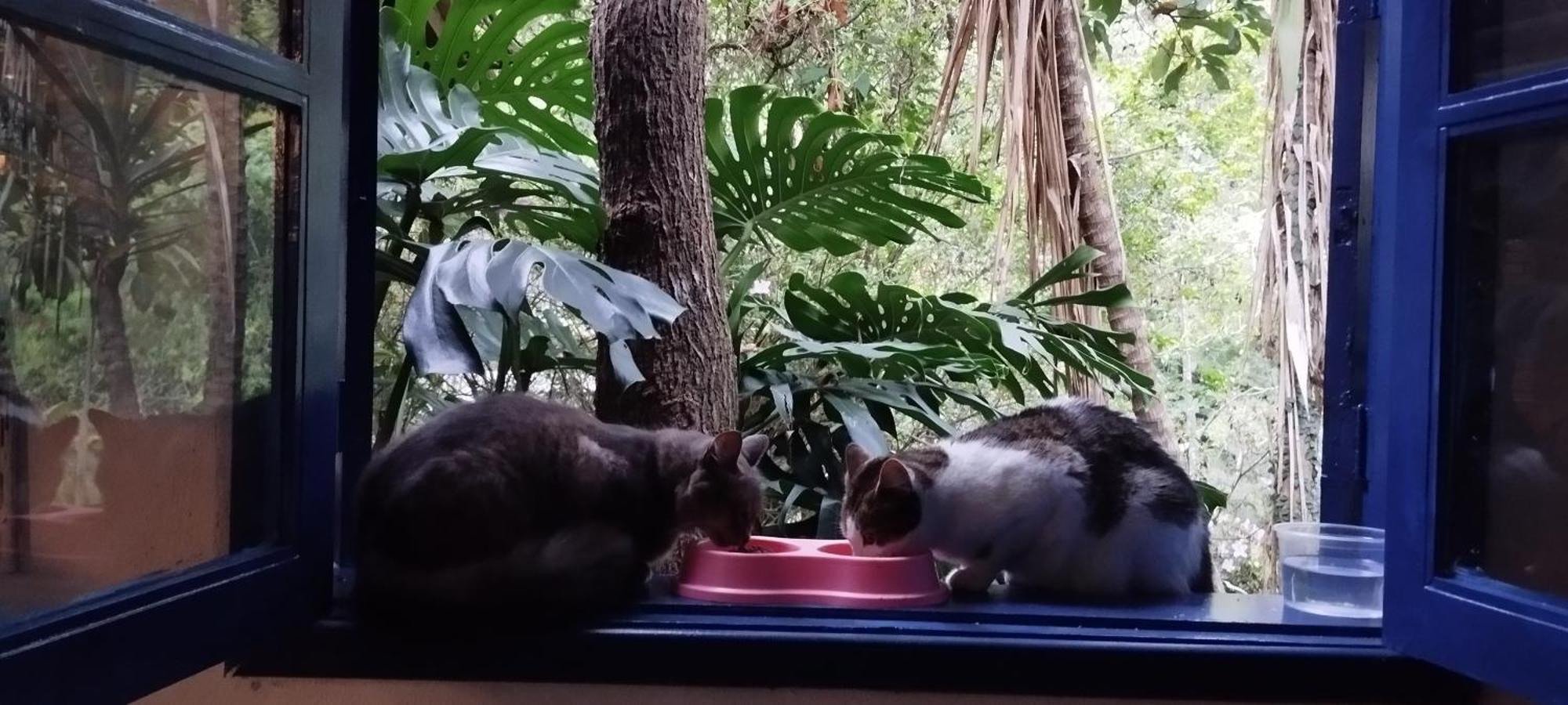 Casa Ranxoxita Hotel Itaipava Eksteriør billede