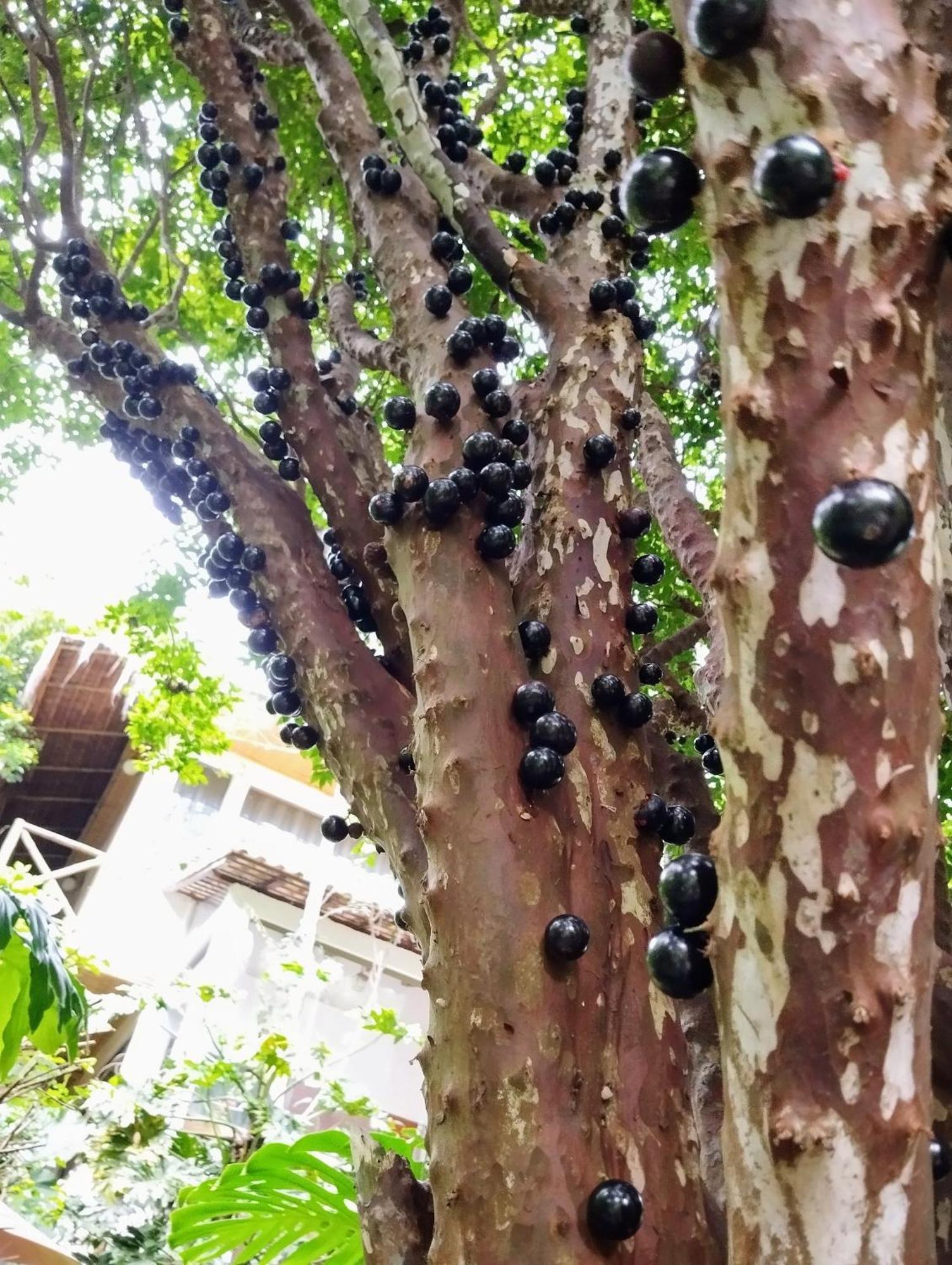 Casa Ranxoxita Hotel Itaipava Eksteriør billede